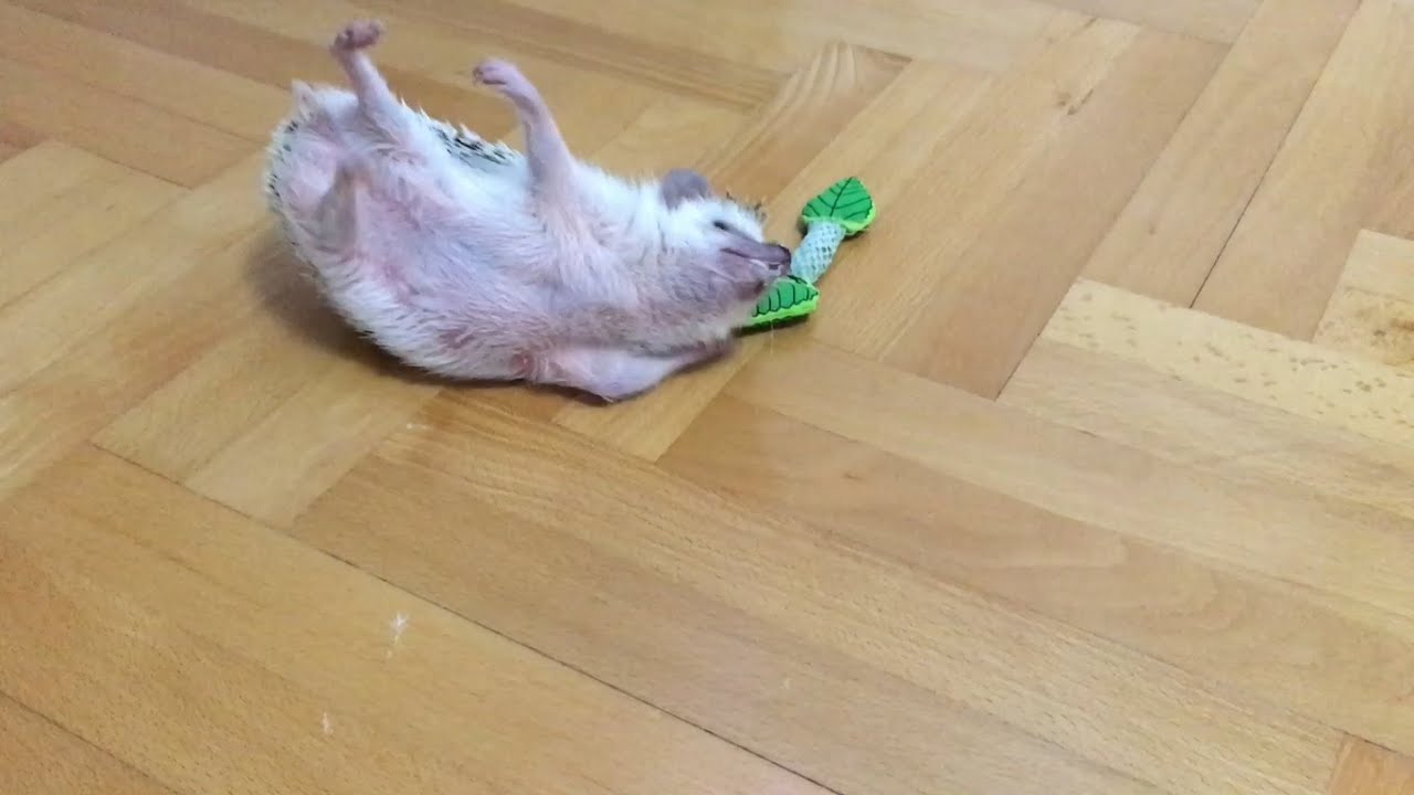Hedgehog self anointing compilation