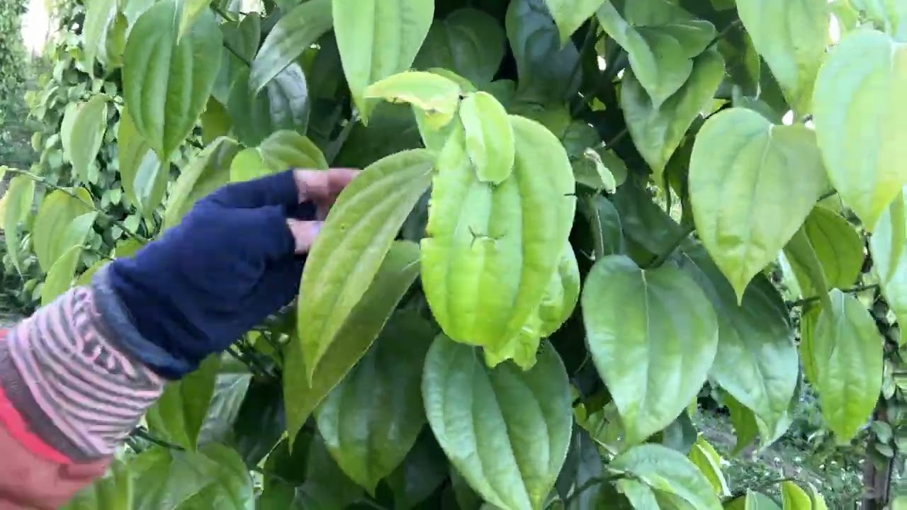 #giongtieutunglinh