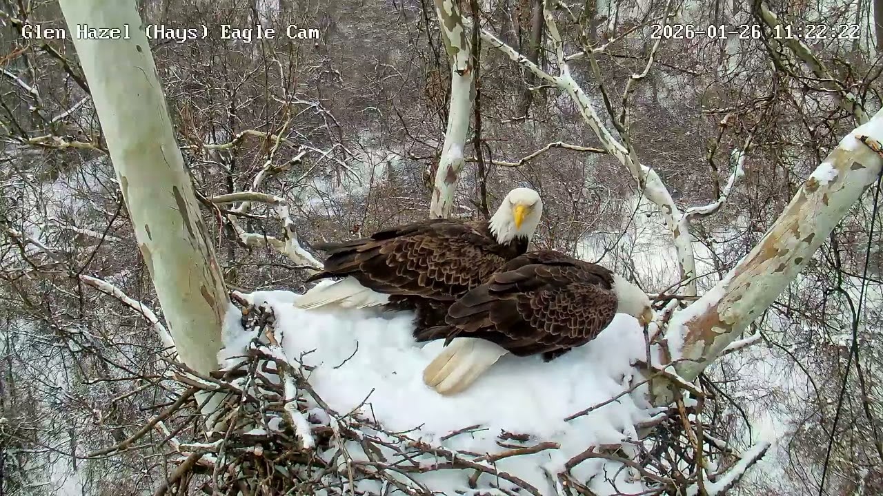 Glen Hazel (Hays) Eagles-Mom & HM2 in their snowy nest! HM2 places Moms stick. 01-26-2026 11:20