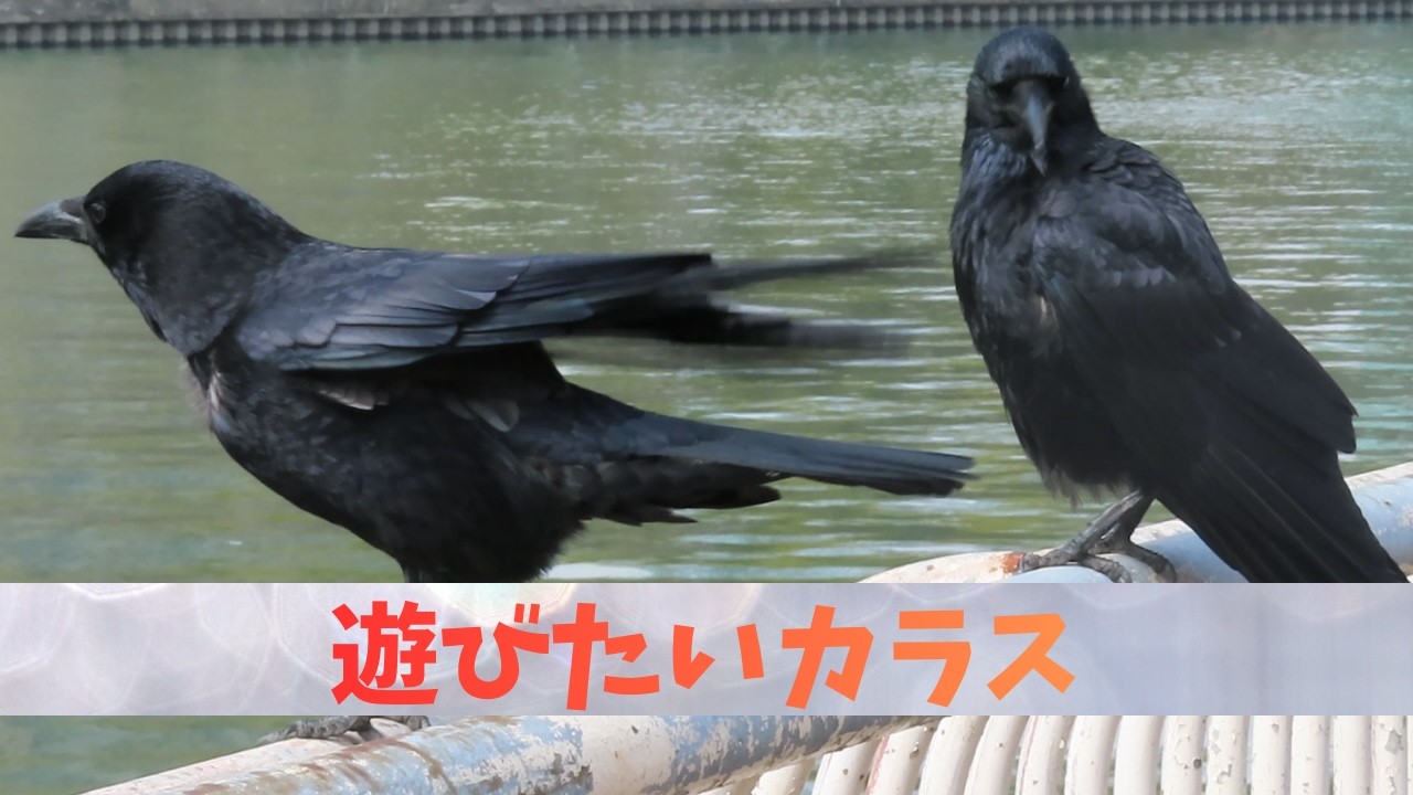川沿いの公園にやって来るカラスたち Crows at the Waterside Park #crow #wildbirds