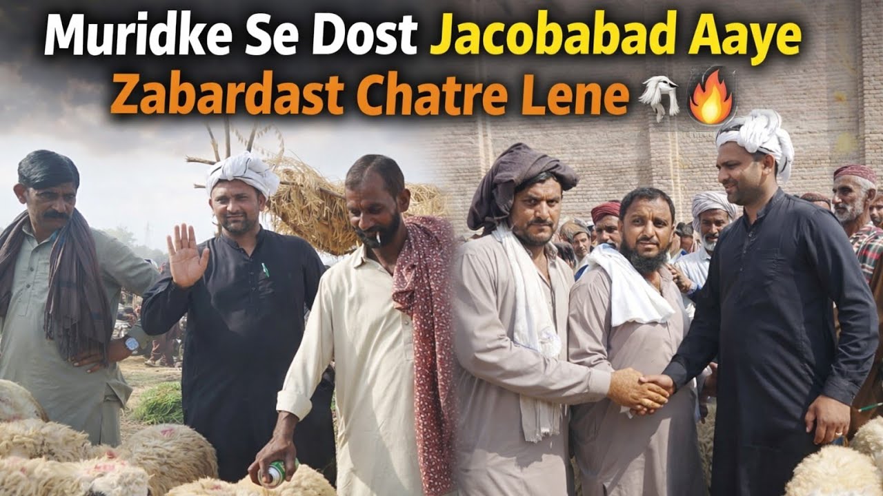 🐐 Jacobabad Bakra Mandi | Chatron Ki Zabardast Entry 🔥 | 12 March 2026 | Vlog 196 |