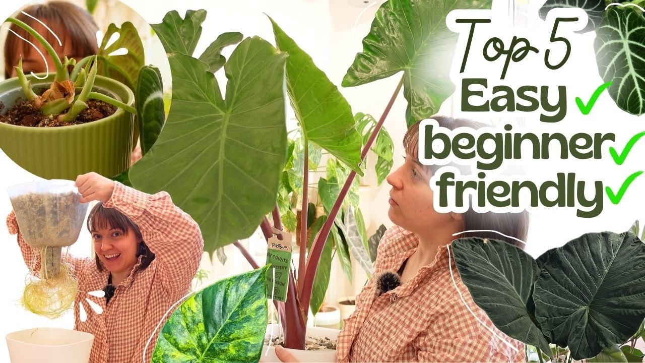 My Top 5 Easy Alocasia For beginners + Care Tips 🌿