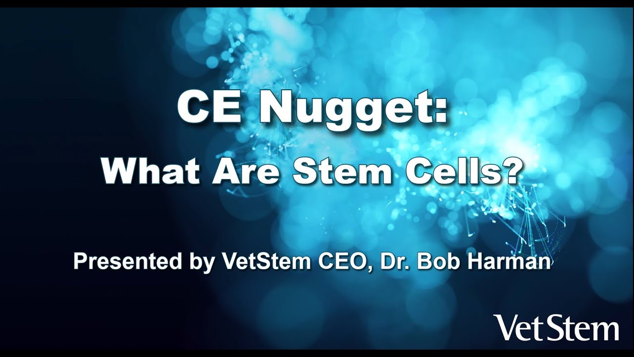VetStem Continuing Education Nugget: What Are Stem Cells?