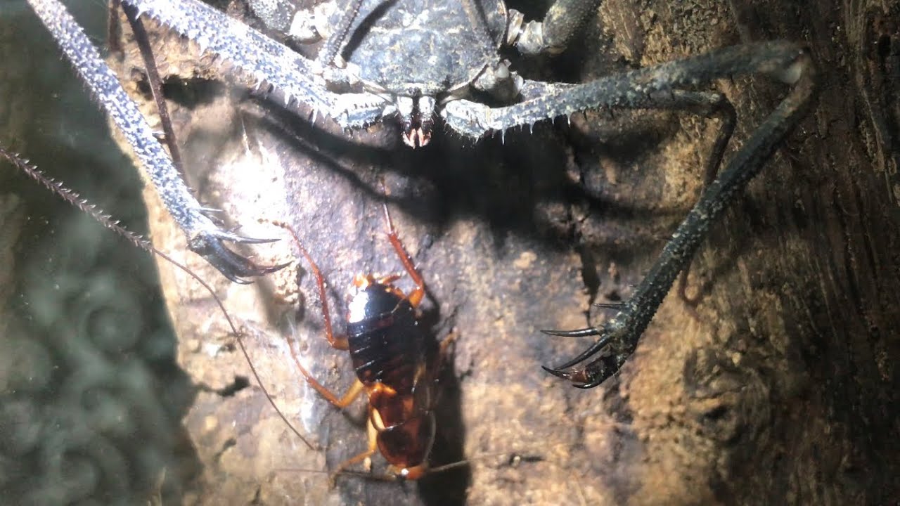 Tailess Whip Scorpion ( Feeding )