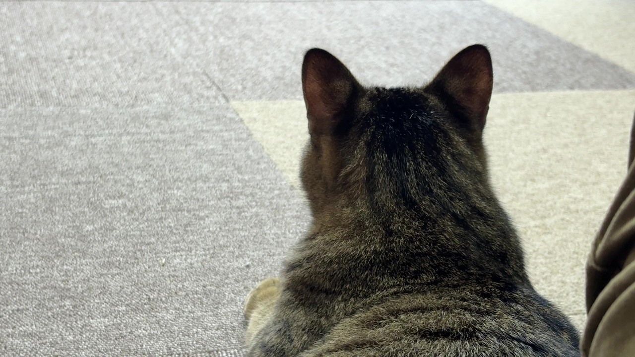【保護猫】子猫の成長は早い～保護から5倍の○㎏になりました