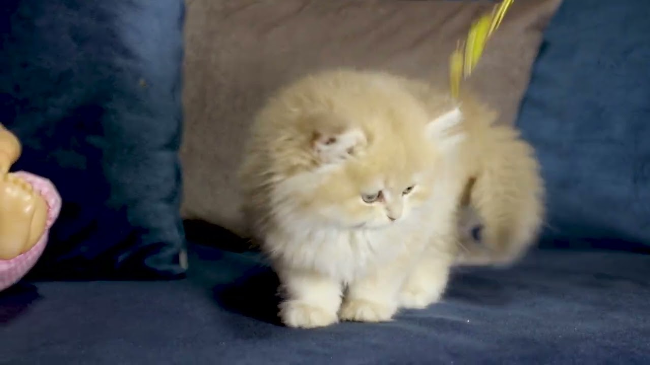 Pofuduk Güzellikler! 😍 British Longhair’ın Asalet Duruşu