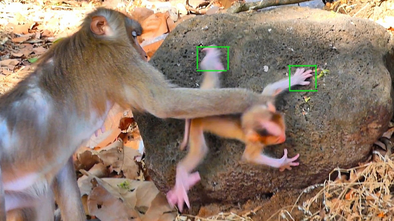 God H...elp! Monkey mom rush to protect her baby when the baby f.al.l. on the stone