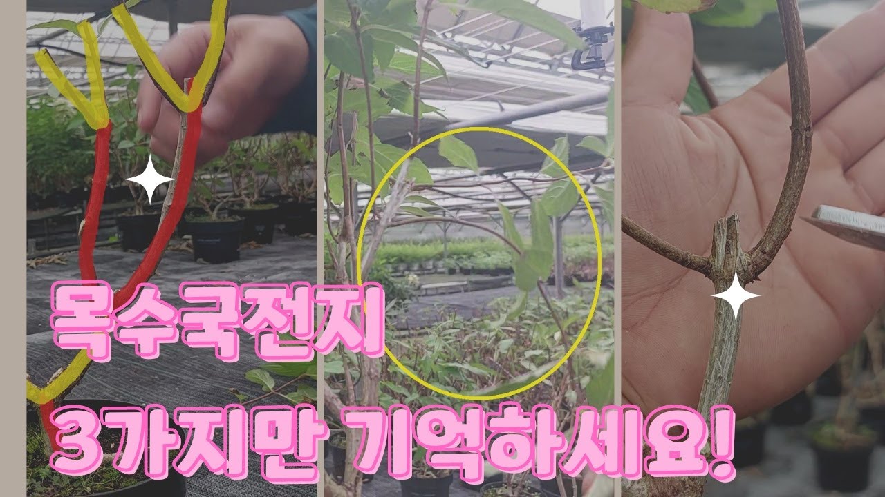 목수국 전지 세가지만 기억하면 누구나 쉽게 할 수 있다#