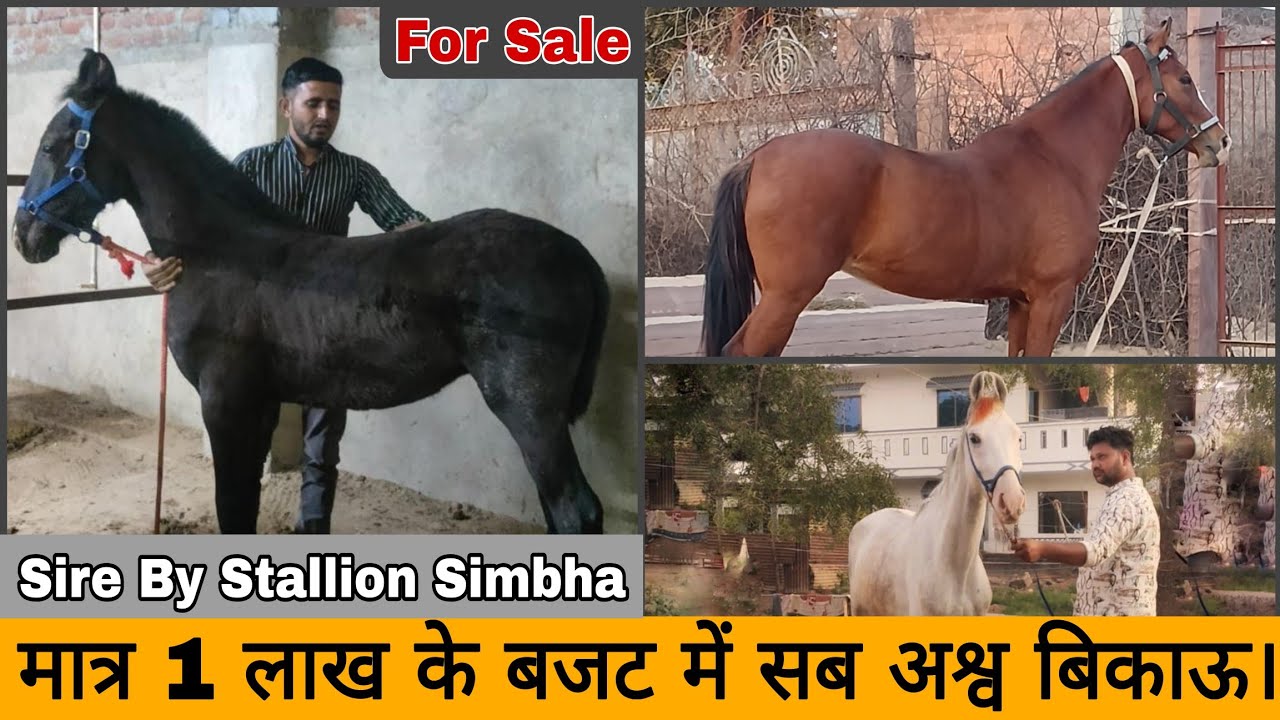 मात्र 1 लाख के बजट में सुंदर सुंदर अश्व बिकाऊ। #luxuryhorseworld #horseforsale #horse #stallion 