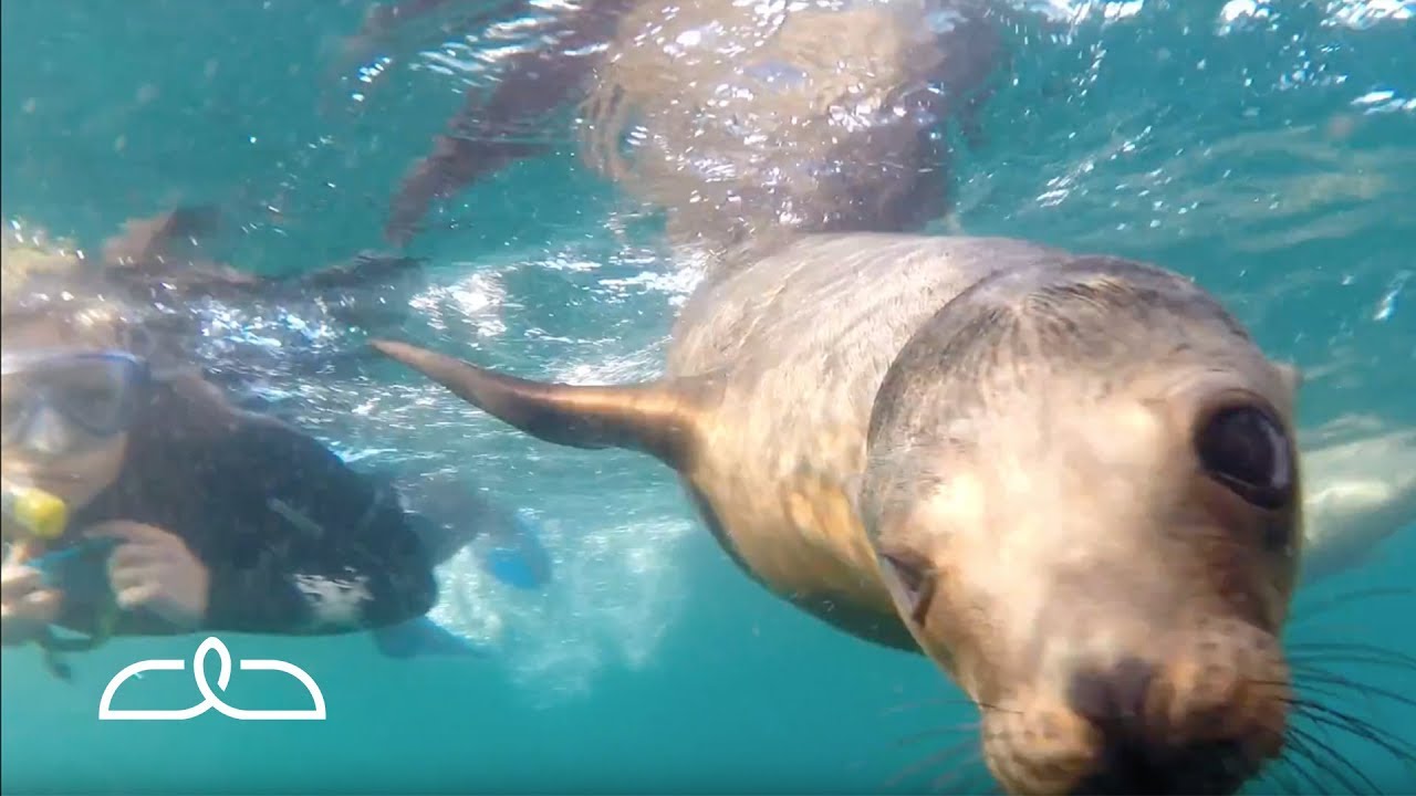 The Sea Lions of Los Islotes | Mexico