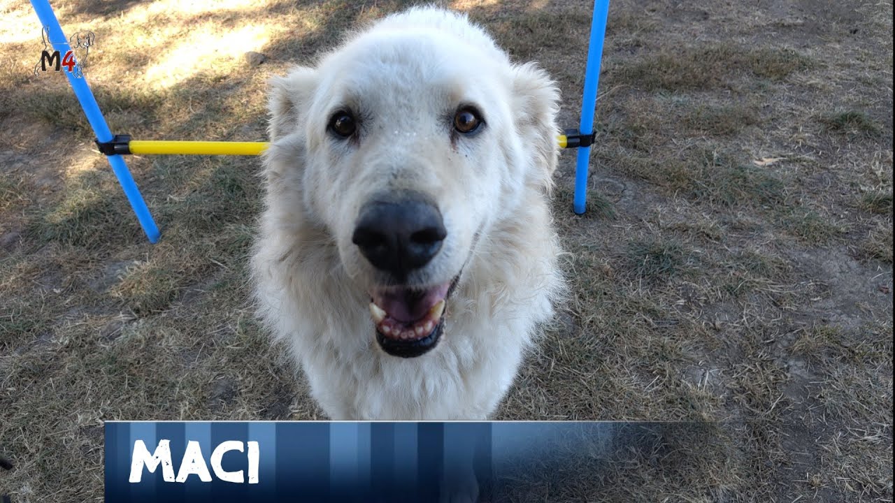 Mentor4dogs- MACI