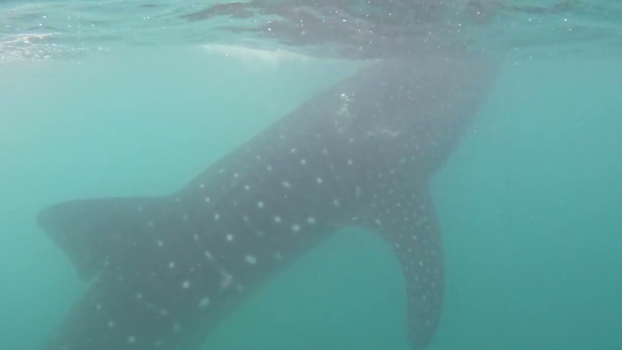 Whale Sharks La Paz Mexico