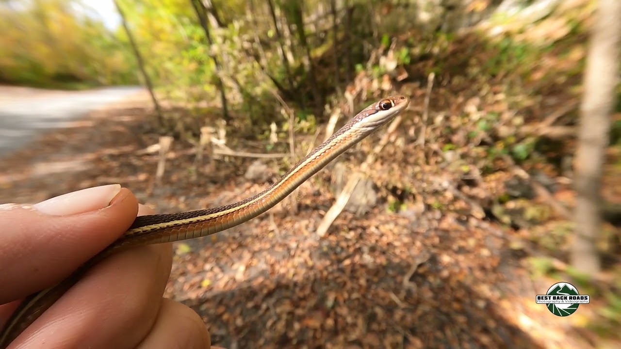 Fall Snake Migration 2023 28 - 34