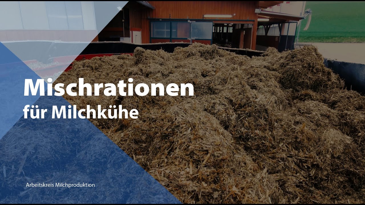 Mischrationen f&uuml;r Milchk&uuml;he