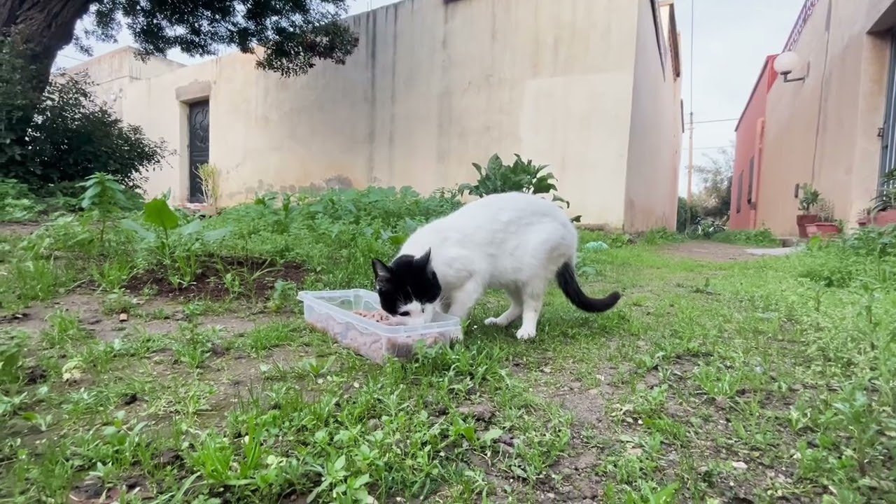 I Met the One-Eyed Stray Cat I Fed Last Month