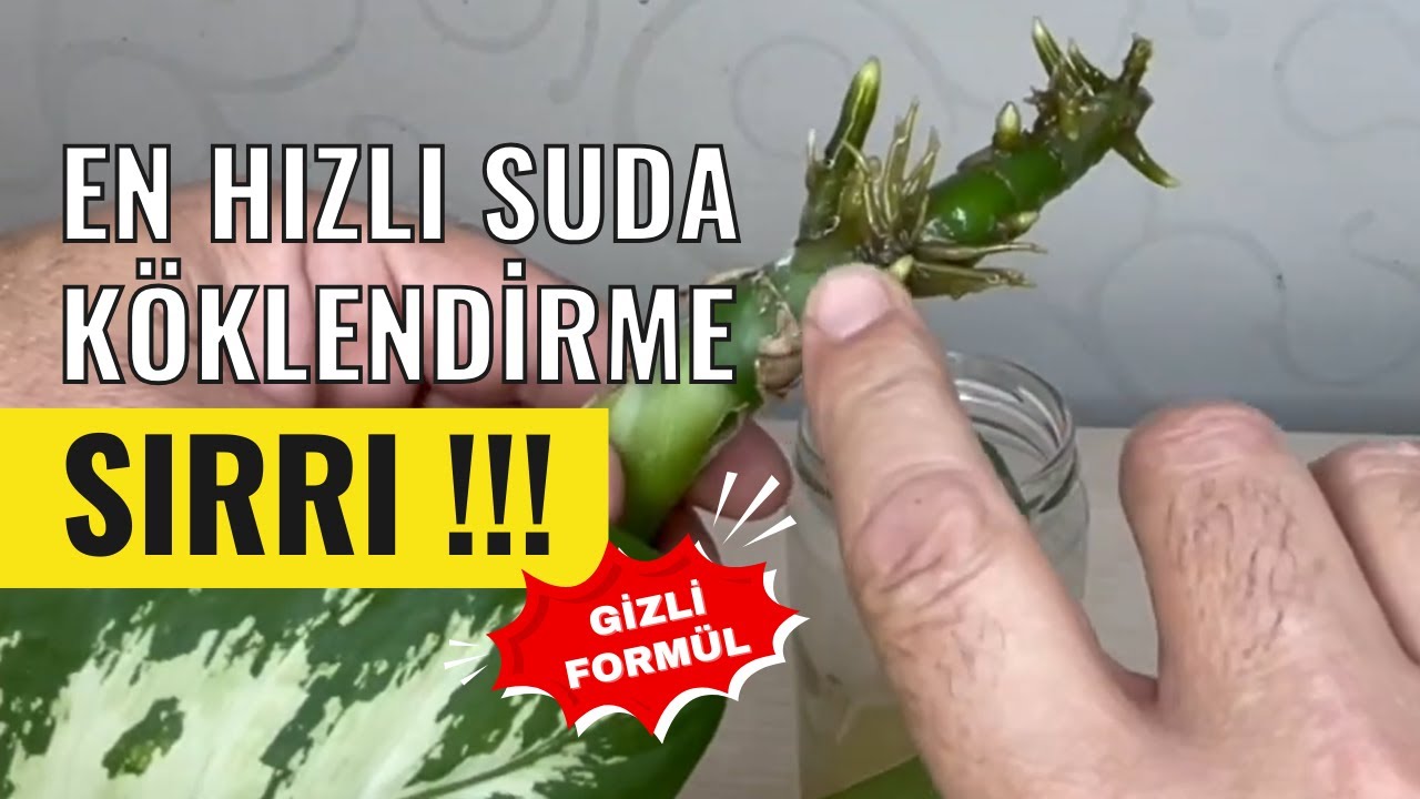Создавайте чудеса с помощью этого секрета укоренения воды | 100% эффективная секретная формула