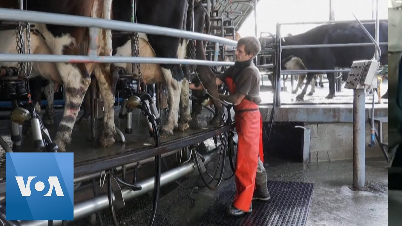 New Zealand Outlines Plans to Tax Livestock Burps, Farts |  VOANews