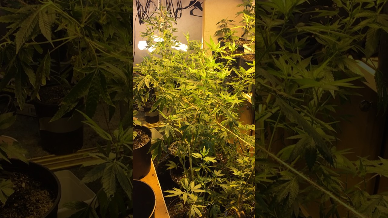 Indoor Grow Op