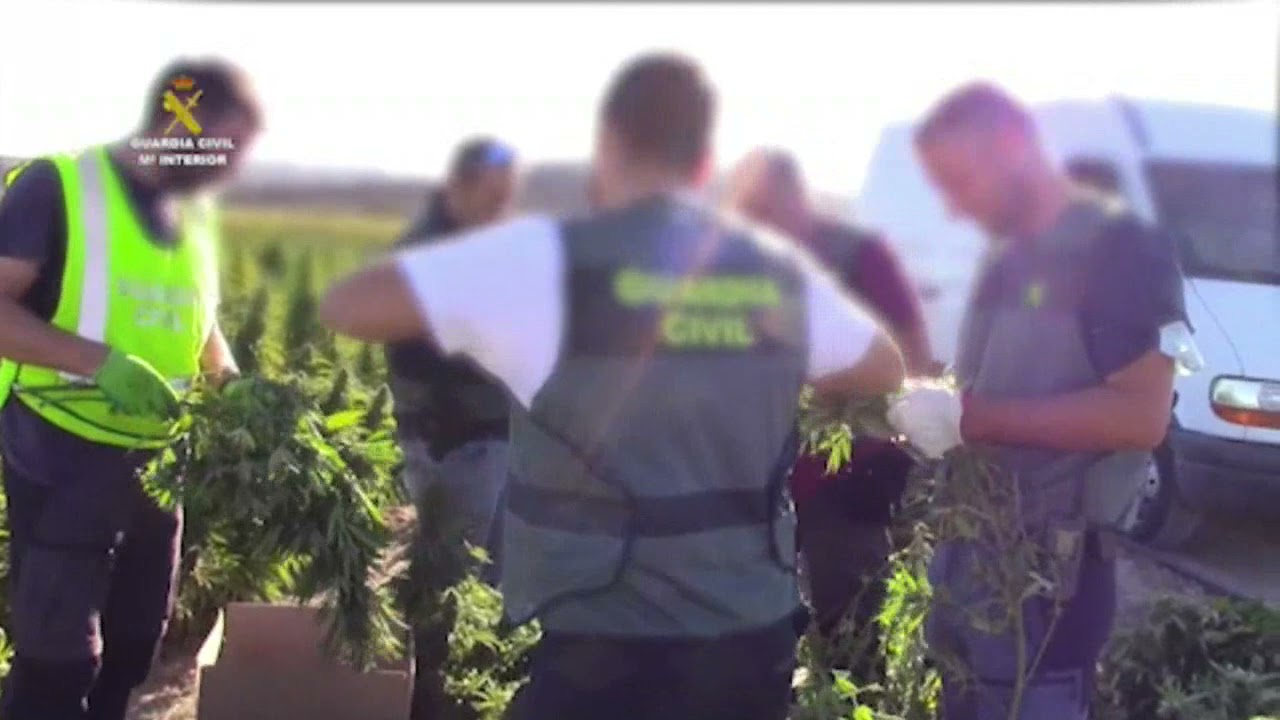 Detenidos en Toledo con la mayor plantación de marihuana de Europa
