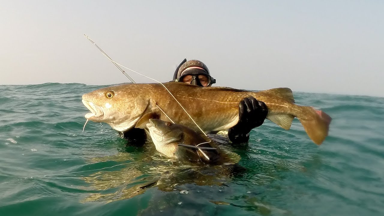Spearfishing British Oddities