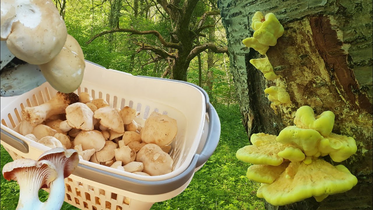 Die ersten Pfifferlinge! Pilze satt Anfang Mai 🍄🌳