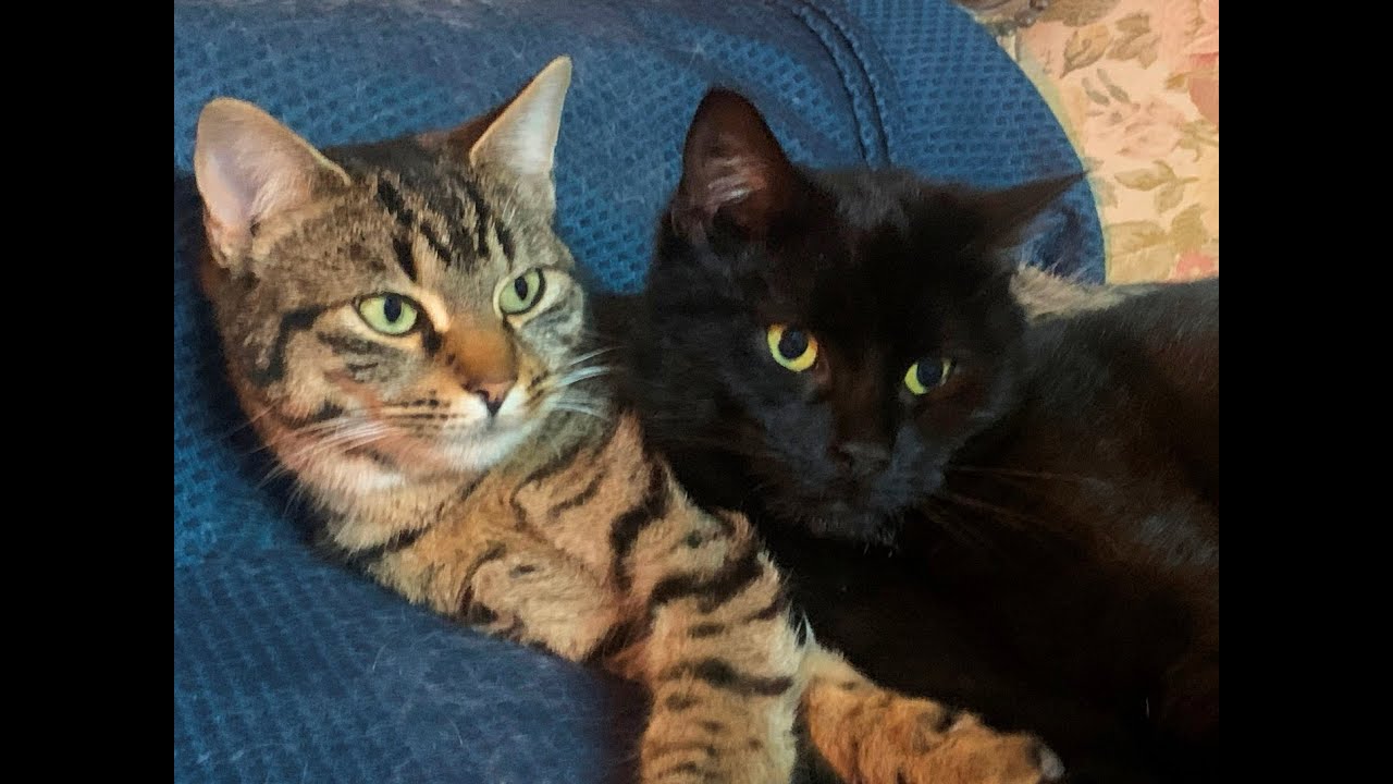 Nerina e Tigrotta 2 gattine nate e vissute nel bosco regalano emozioni, amore,serenità e gioia pura