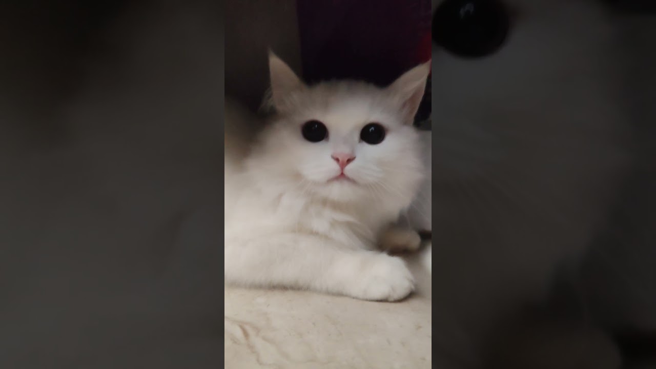 لما تصغر عقلك و تلعب مع القط استغمايه 😛😛