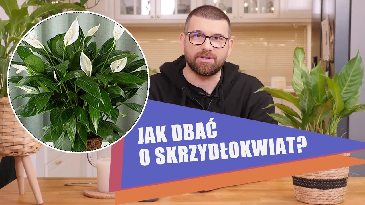 Jak dbać o skrzydłokwiat? Wypróbuj ten domowy nawóz