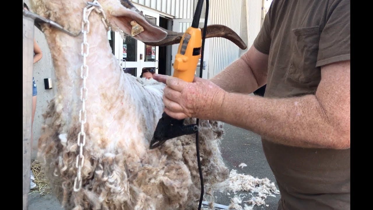 Shearing Angora Goats on a Stand