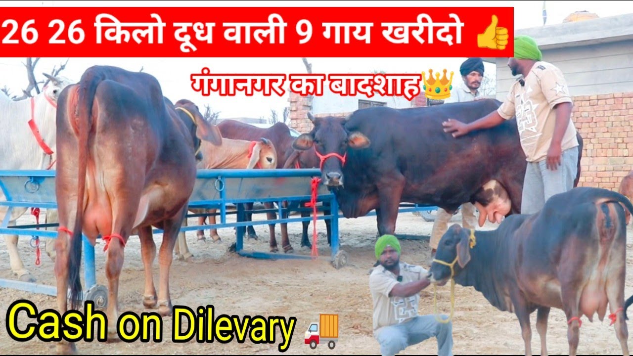 Cash on delivery 🚚 26 26 किलो दूध के ड्रम खरीदो 🎁मात्र 40 हज़ार में 9 गाय 👌आधार कार्ड पर गाय खरीदो👍