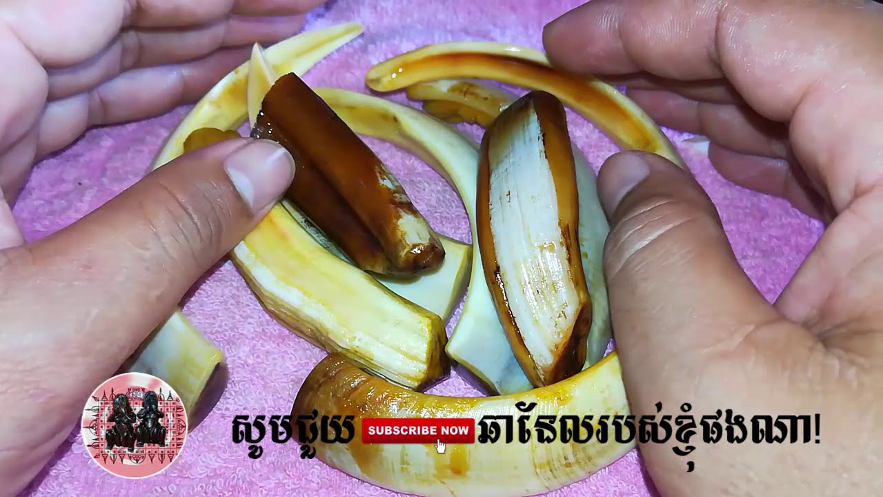 ស្អាតម្លេសខ្នាយជ្រូកព្រៃមួយនេះ - khmer magic daily