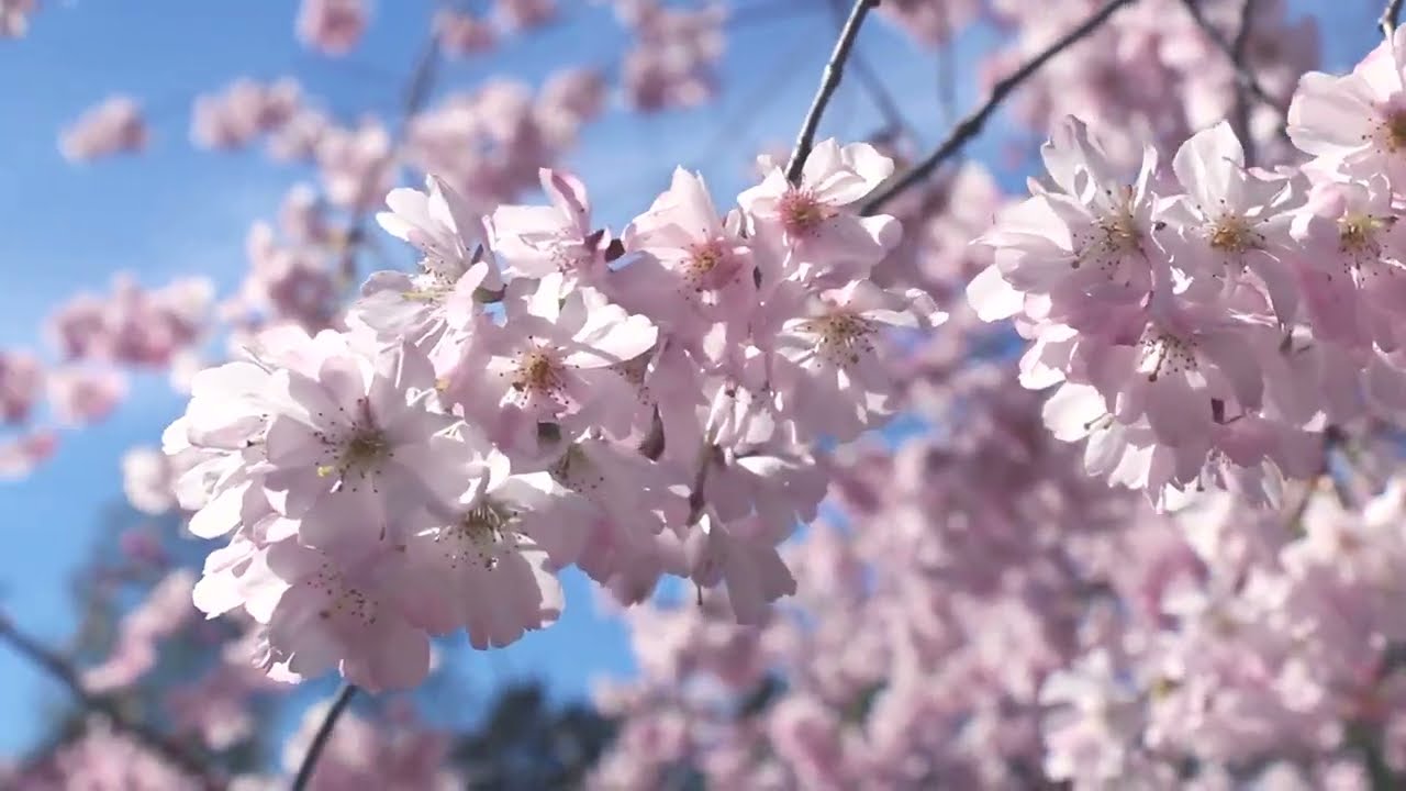 Como ver a las hadas, duendes y dem&aacute;s seres elementales de la naturaleza / Naturnia