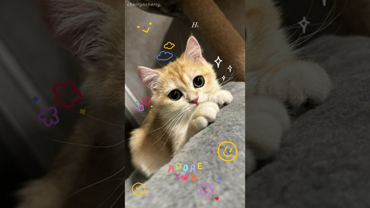 #Bosschaikamon naughty cute cat 