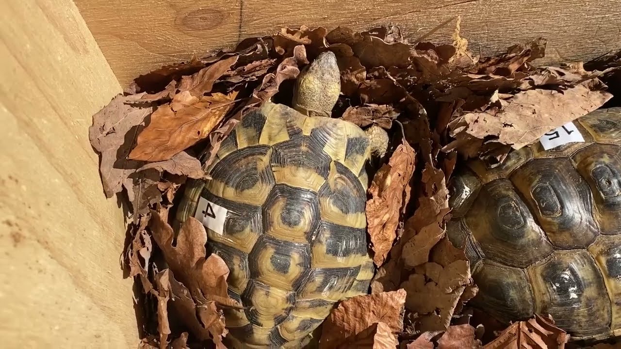 "Einfach Tierisch" Folge 43 - Auswintern der Griechischen Landschildkröten