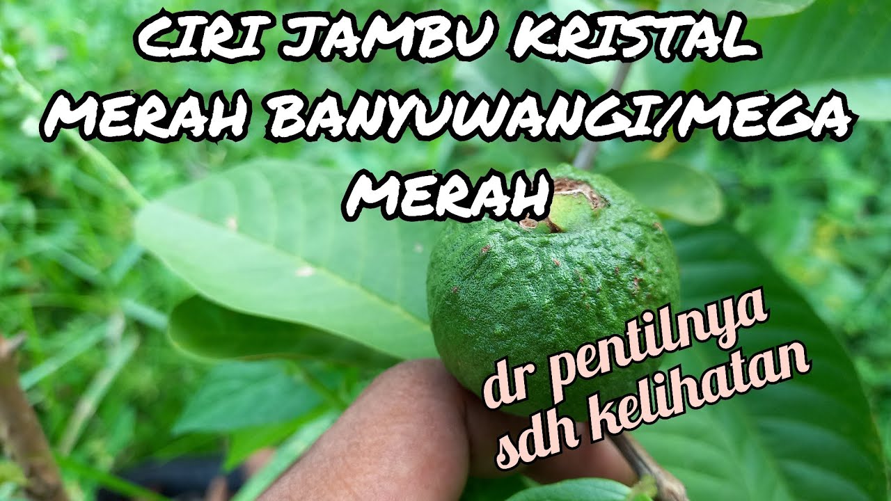 INI CIRI JAMBU KRISTAL MERAH BANYUWANGI / MEGA MERAH YANG ASLI