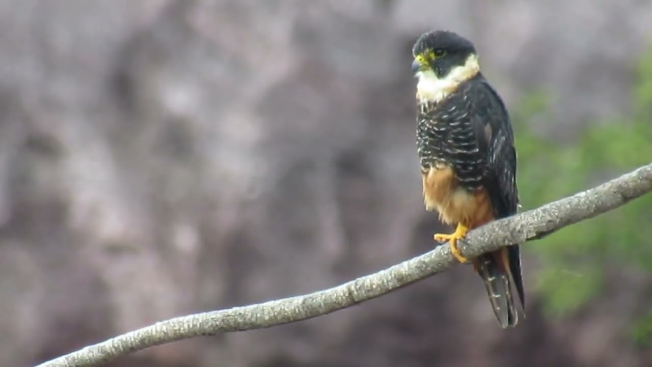 Caur&eacute; ou Falc&atilde;o morcegueiro (Falco rufigularis) #aves #birds #natureza #nature #birdwatching