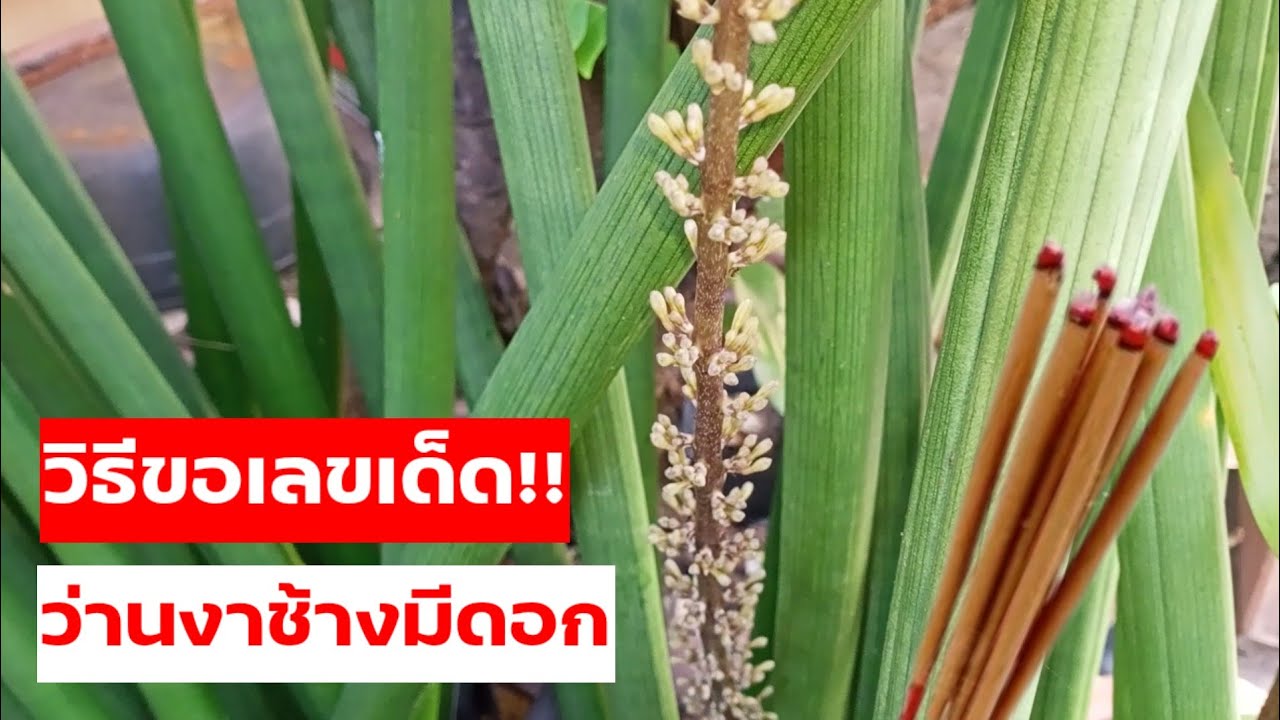 บอกวิธีขอโชคลาภ จากต้นว่านงาช้าง เมื่อออกดอก