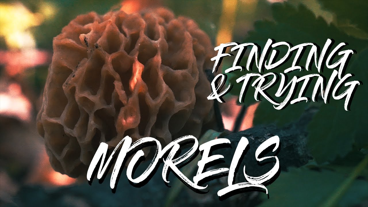 Our biggest mistake when finding Morels. First time trying and cooking in butter or olive oil