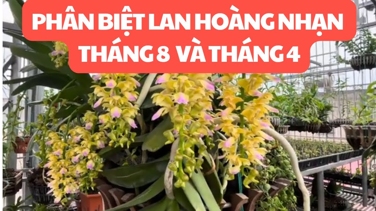 So sánh phân biệt lan Hoàng Nhạn tháng 8 và tháng 4 |ducthanhkb