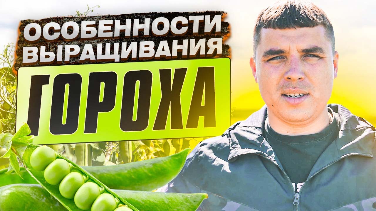 Особенности выращивания гороха. Результаты применения ВНЕКОРНЕВЫХ подкормок при выращивании гороха.