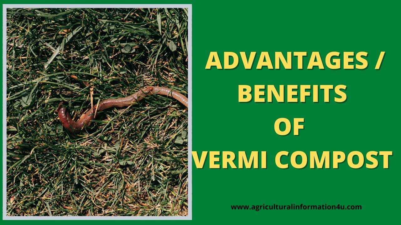 Best 12 Advantages of Vermicompost | Benefits of Vermicompost | Organic Manure | Natural Fertilizer