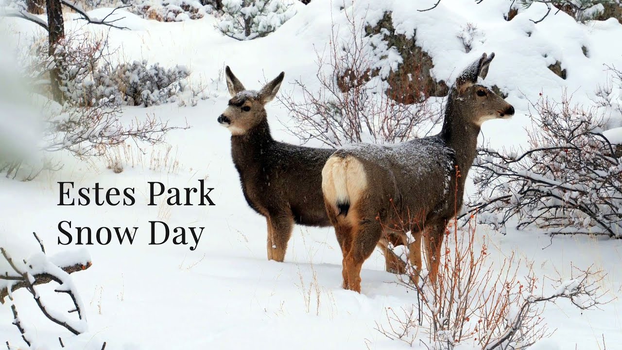 Estes Park Snow Day - January 6, 2021