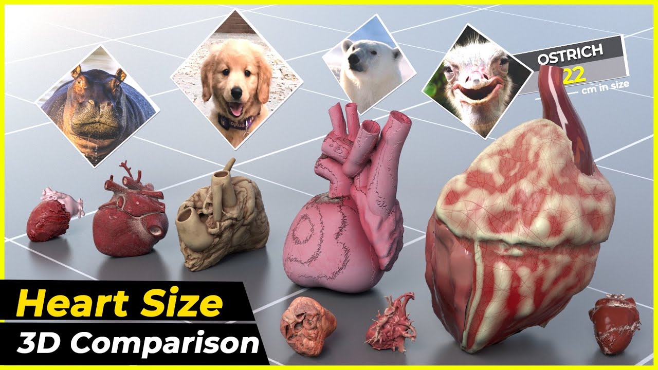 Animal Heart Size Comparison 2025