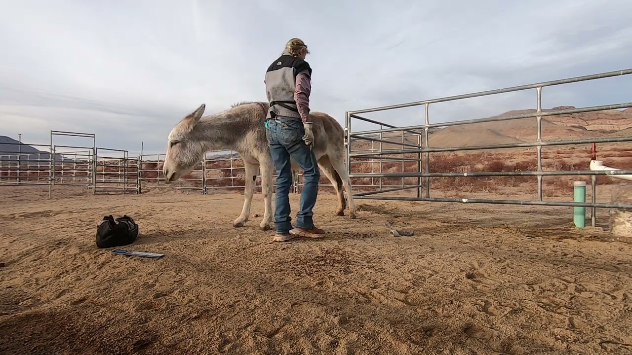 Trimming a BLM burro at liberty