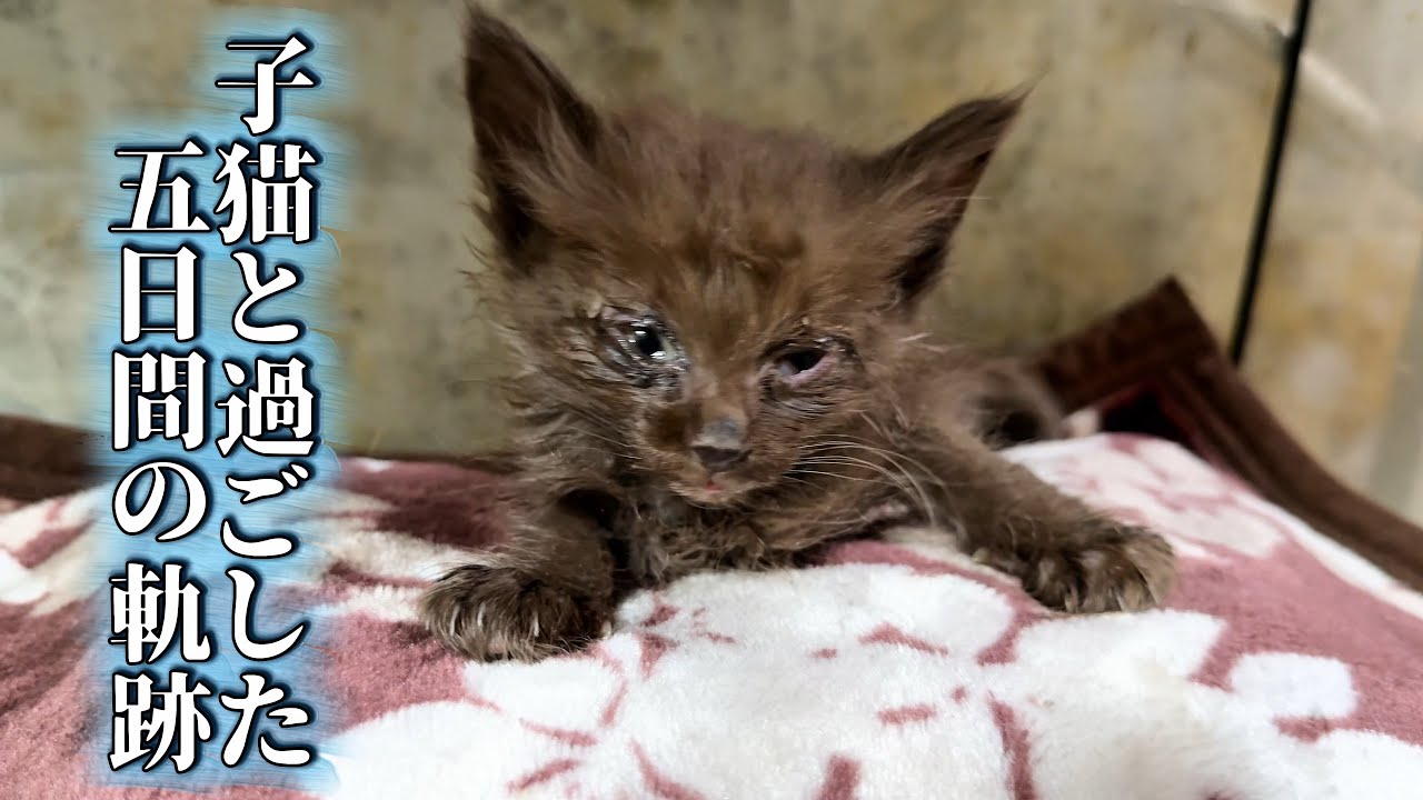 【緊急保護】お正月に保護された子猫と過ごした５日間