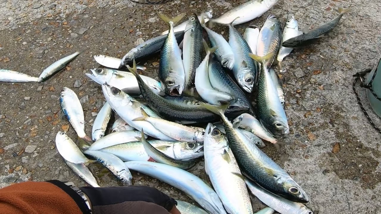 Japanese Way Of Fishing Mackerel 