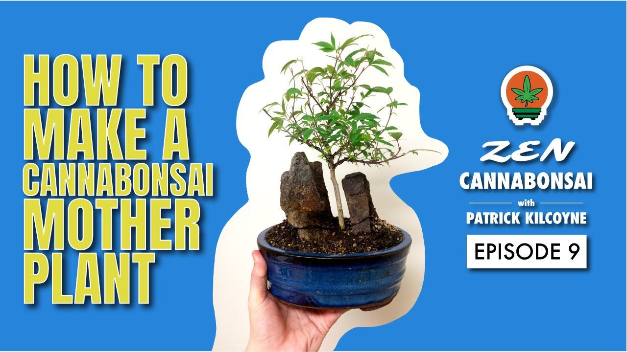 Zen Cannabonsai E09 - How To Make a Cannabonsai Mother Plant