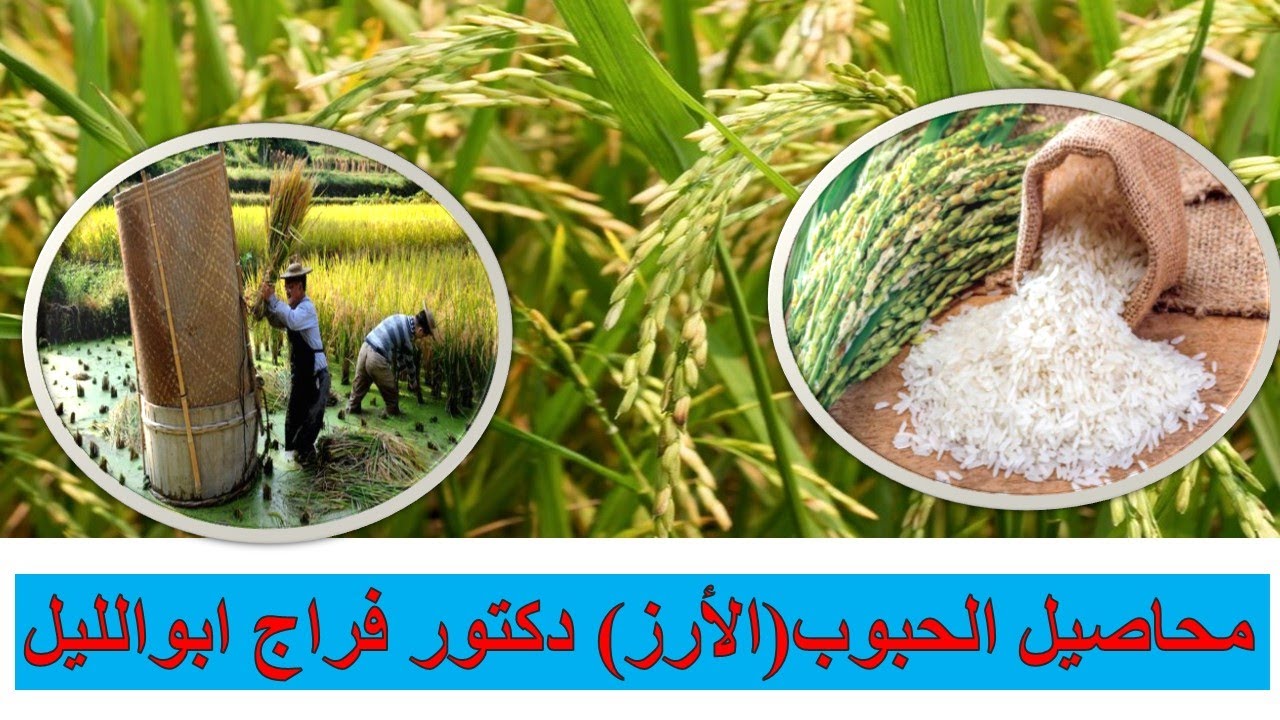 محاصيل الحبوب (الأرز) / إنتاج محاصيل