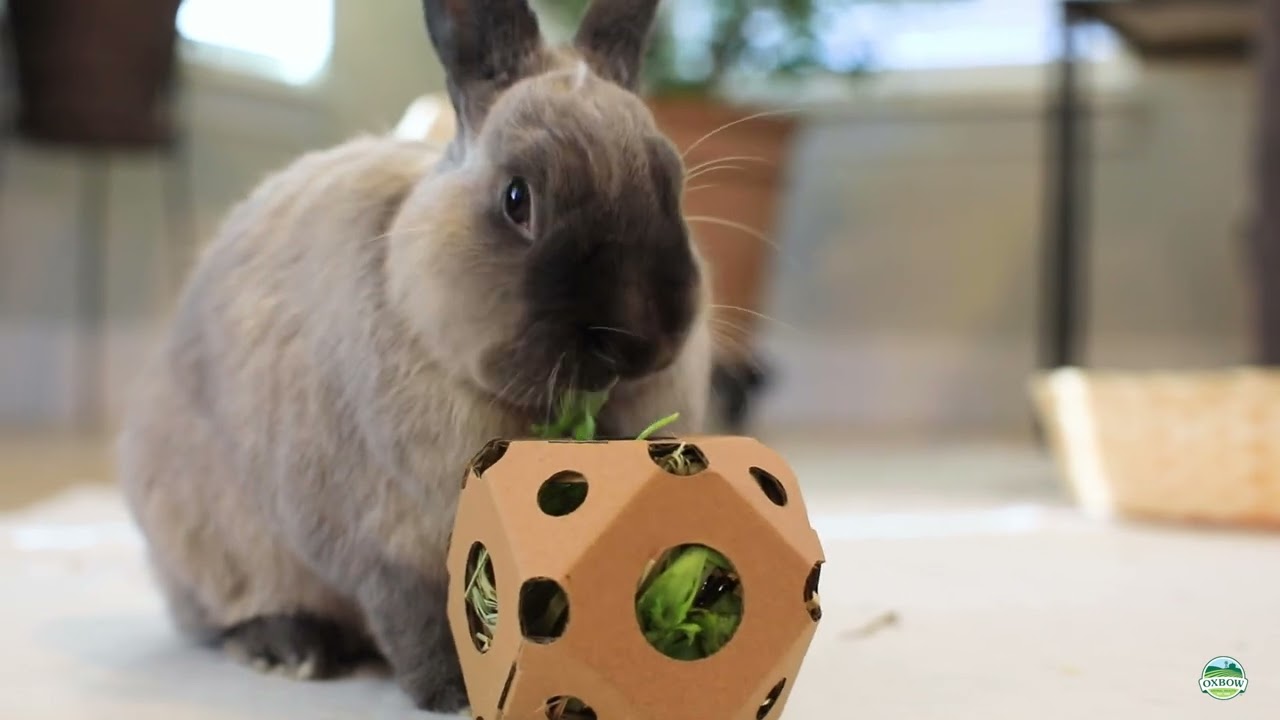Ultimate Guide to Rabbit Care: Diet, Housing, and Enrichment Tips
