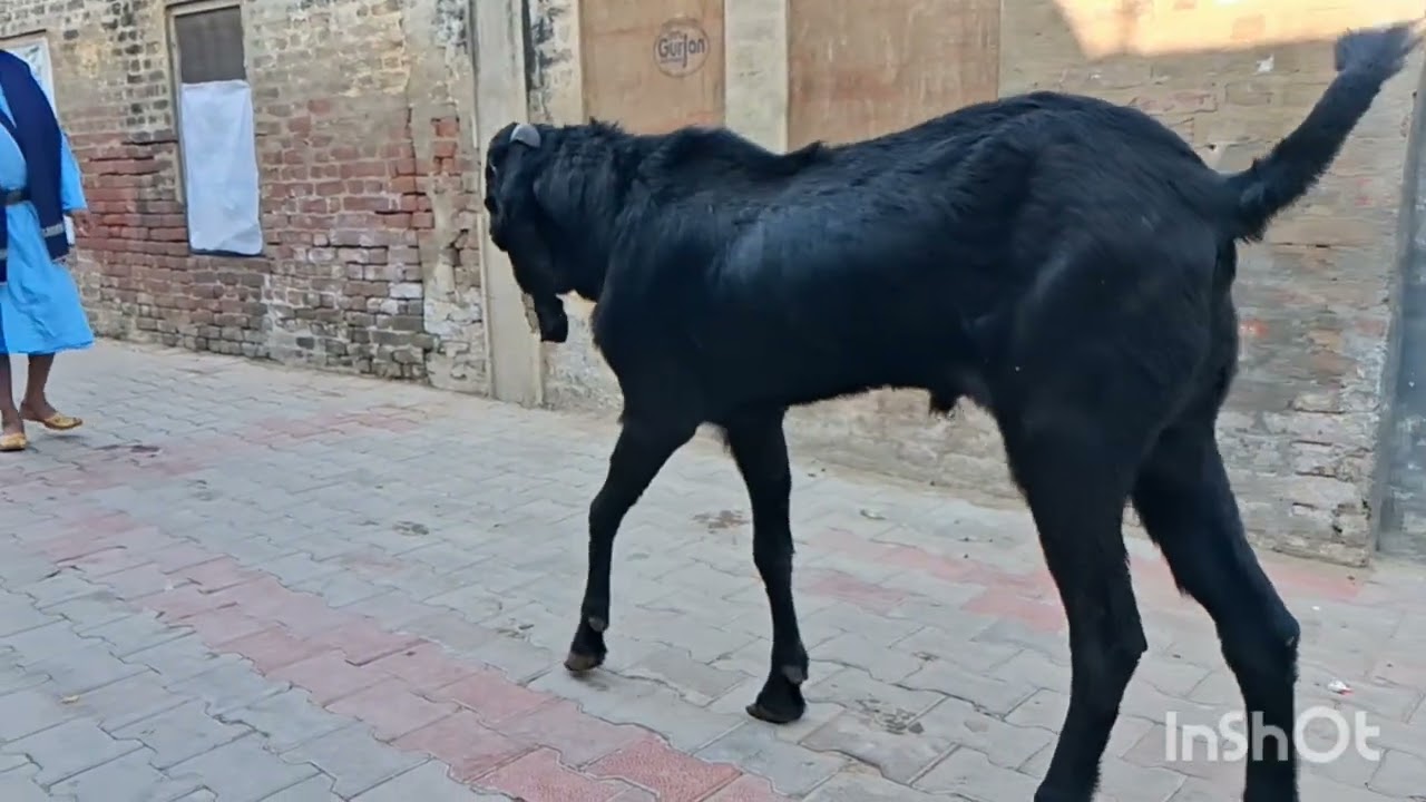 8 मेले का champion बकरा Shiva khalsa goat farm 9592001533 